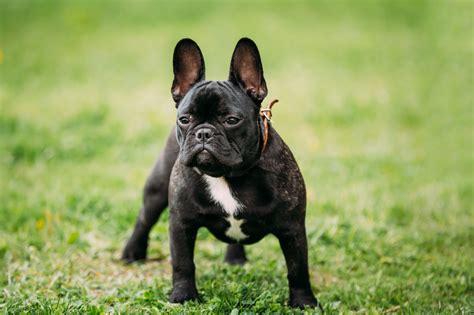 bouledogue de france